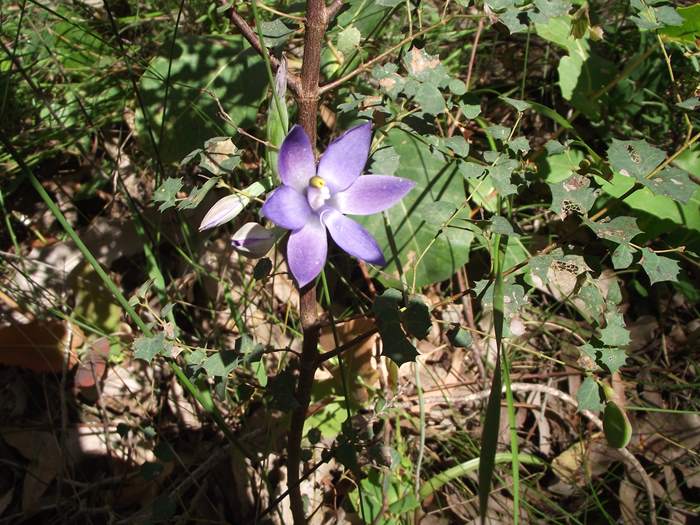 Thelymitra - Blue lady orchid Logue-Brook-m-007.JPG